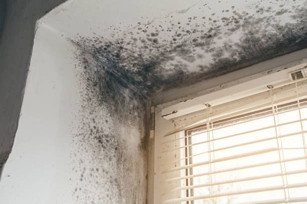Affordable Mold Removal solutions in Kendall Park, NJ